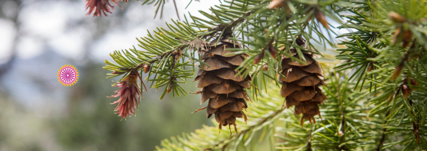 Shine Om shares 4 simple tips to engage kids on a mindful wlak with pine cones. Learn more at www.shineom.com.au/blog