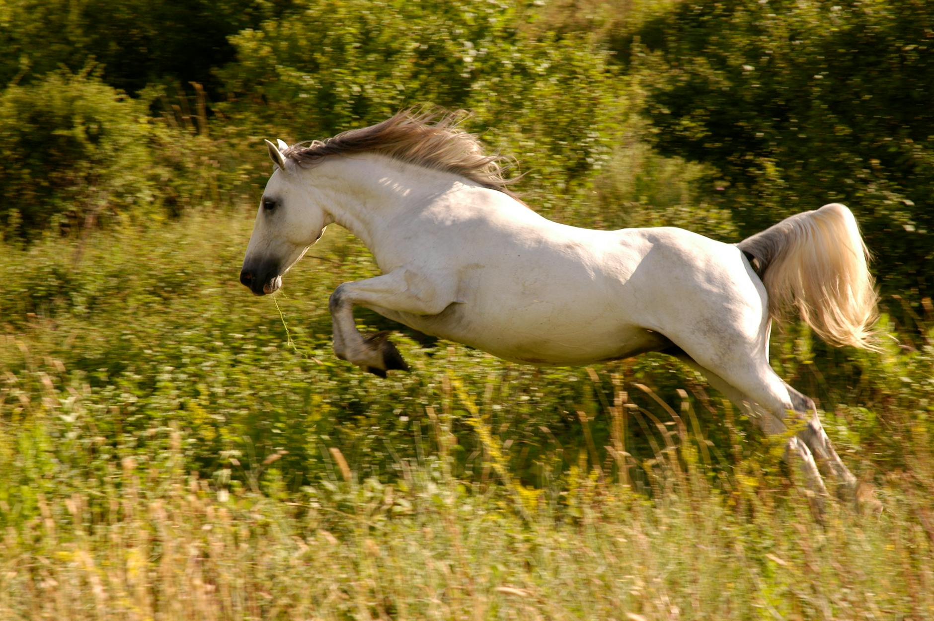 white horse on green grass field, Wild horse in an open field symbolising freedom, intuition and collaboration with the energy of 2026.